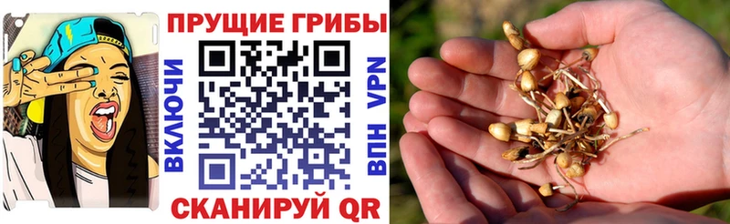 наркотики  Липецк  Галлюциногенные грибы мицелий 