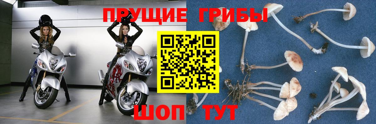 Псилоцибиновые грибы мицелий Липецк